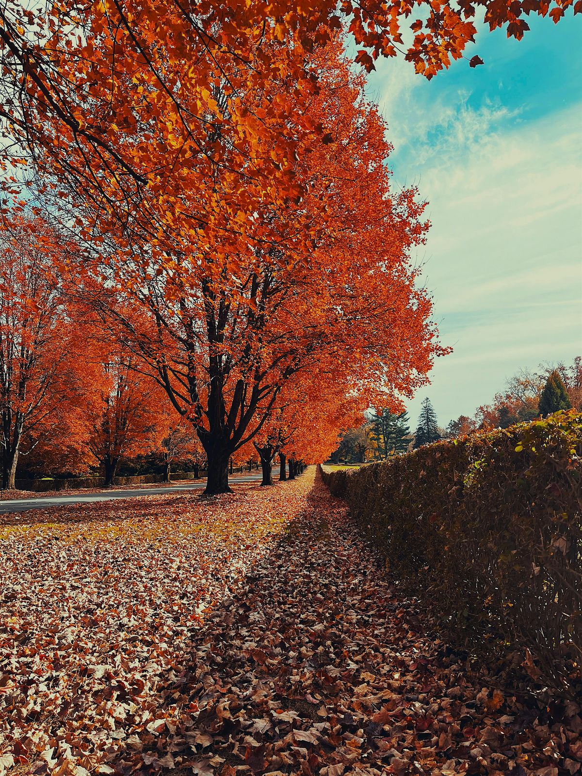 Moment of Thanks Forest Bathing, 22 November | Event in Wilmington | AllEvents