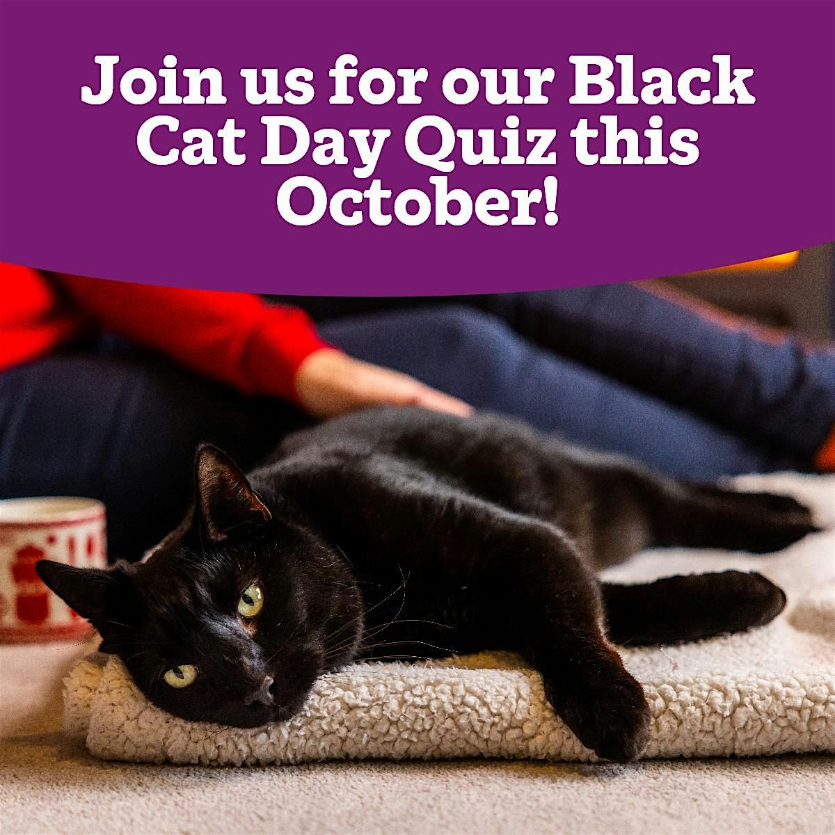 Black Cat Day Quiz, 27 October | Event in Brighton and Hove | AllEvents