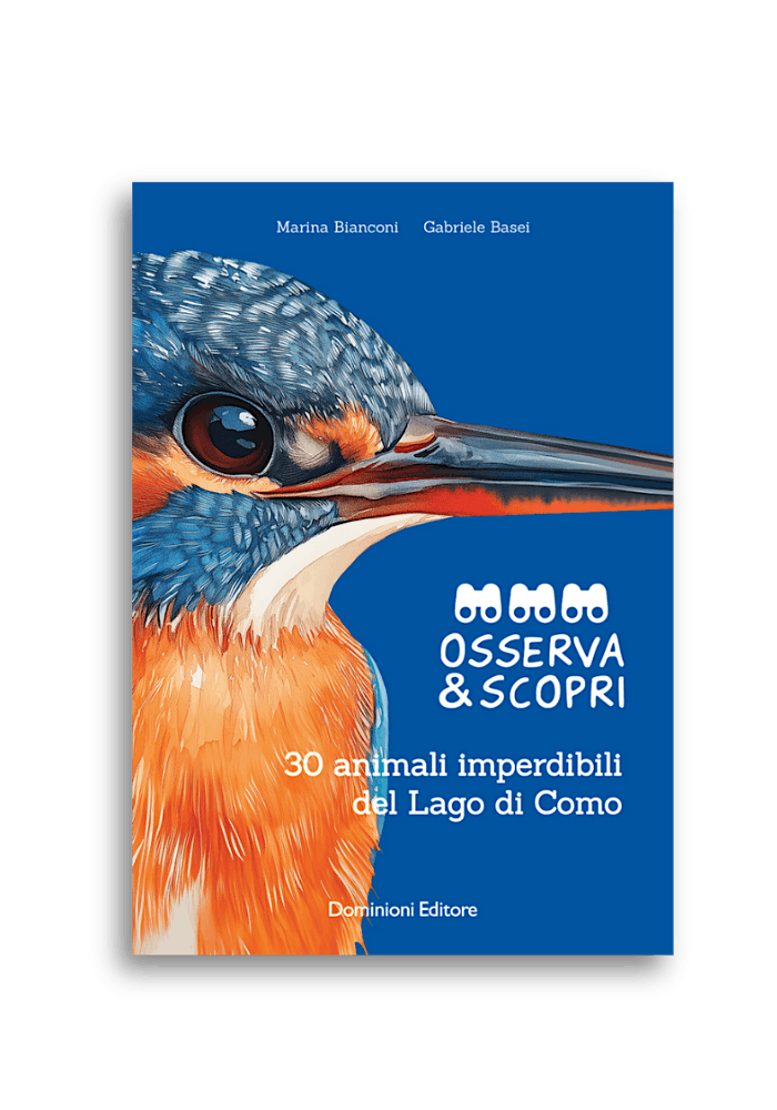 Laboratorio “Osserva e scopri. 30 animali imperdibili del lago di Como", 24 August | Event in Como
