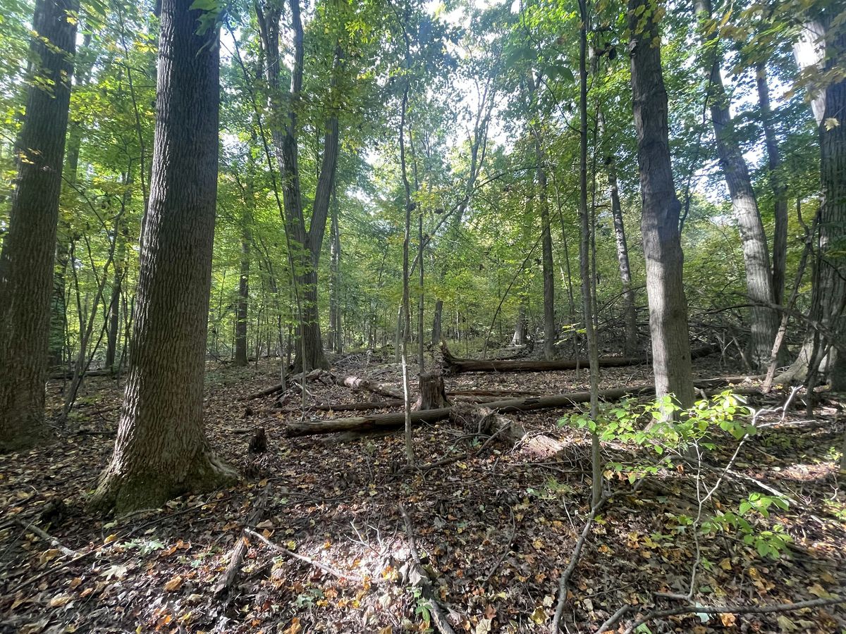Old-Growth Forest Celebration: Stebbins Gulch-Bole Woods- Geauga County, OH, 21 May | Event in Mentor | AllEvents