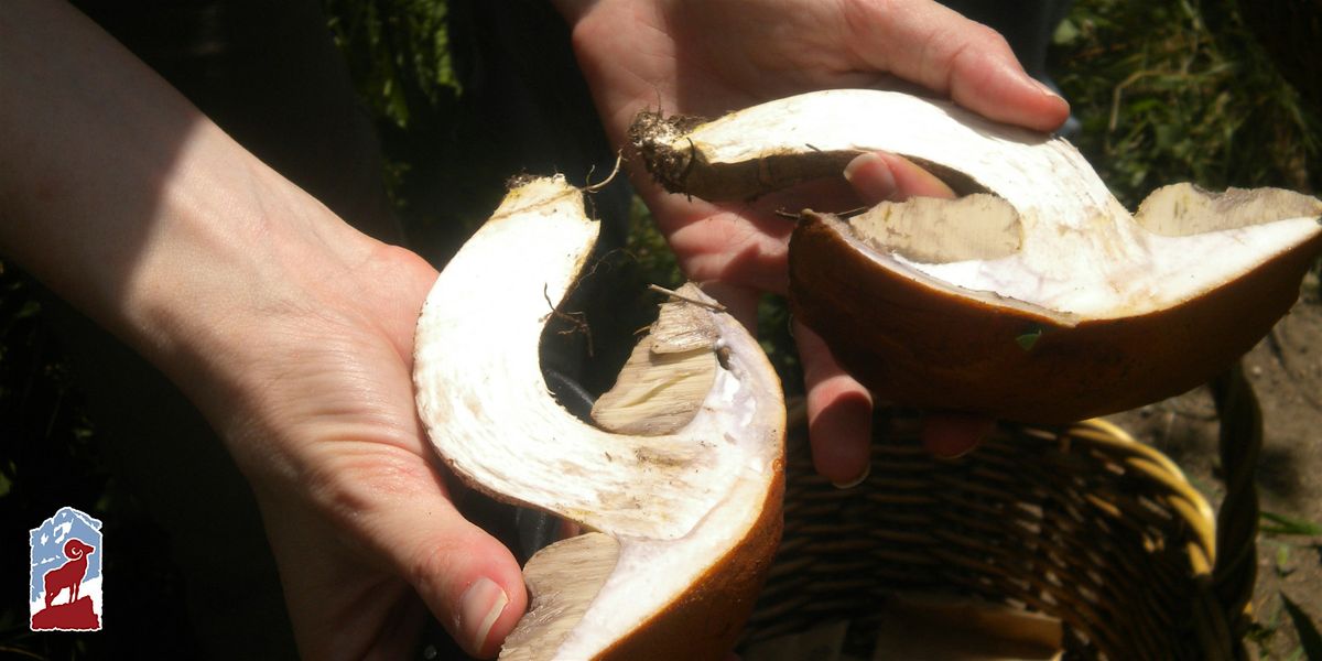 Introduction to Mushrooms in Rocky Mountain National Park, 5 August | Event in Grand Lake | AllEvents