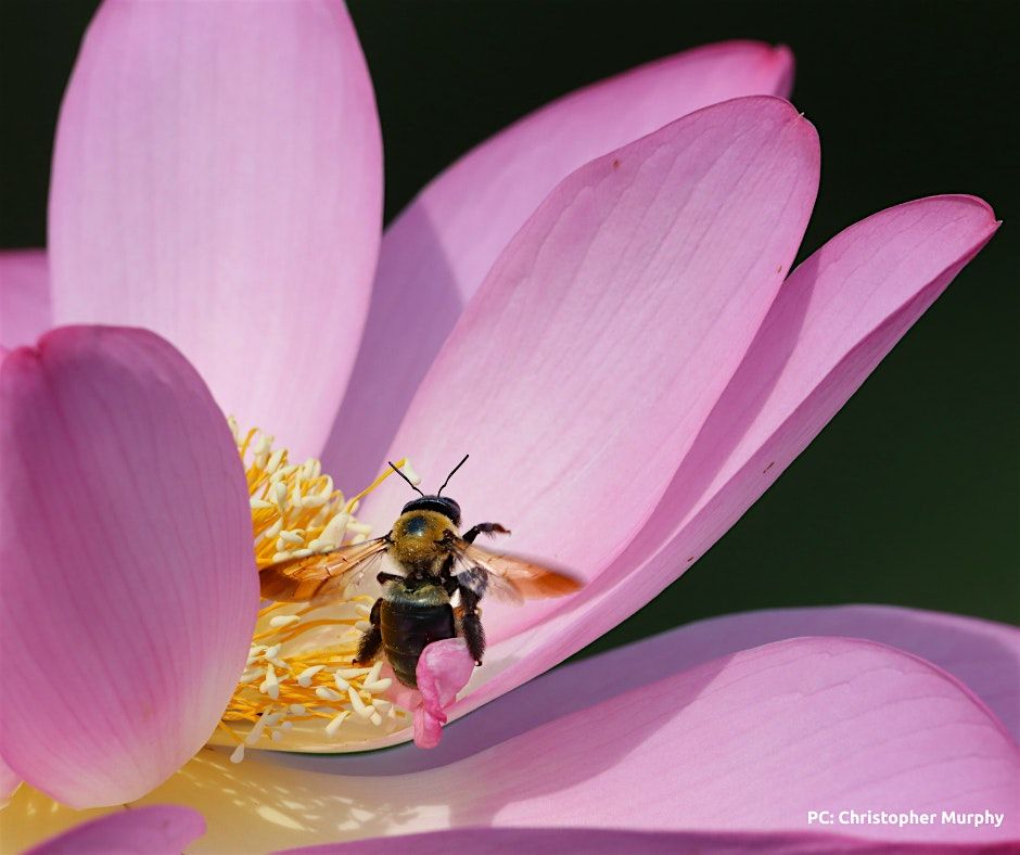 Growing Self-Compassion Workshop 8/3 at 1pm, 3 August | Event in Washington | AllEvents