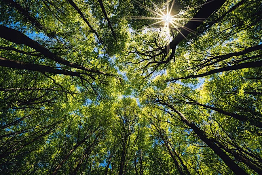 Forest Bathing Guided Woodland Walk, 5 December | Event in Woking | AllEvents