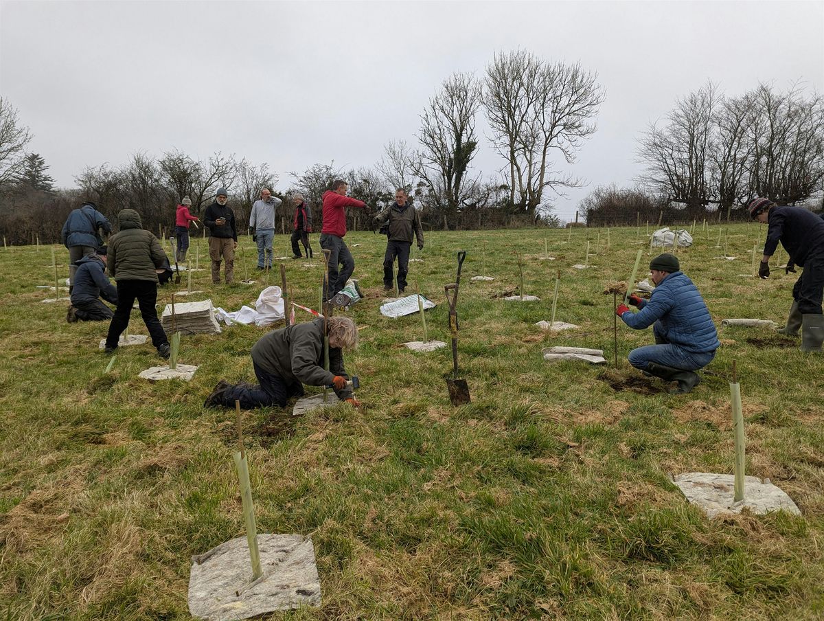 Tree planting with Moor Trees near Holne, 23 November | Event in Buckfastleigh | AllEvents