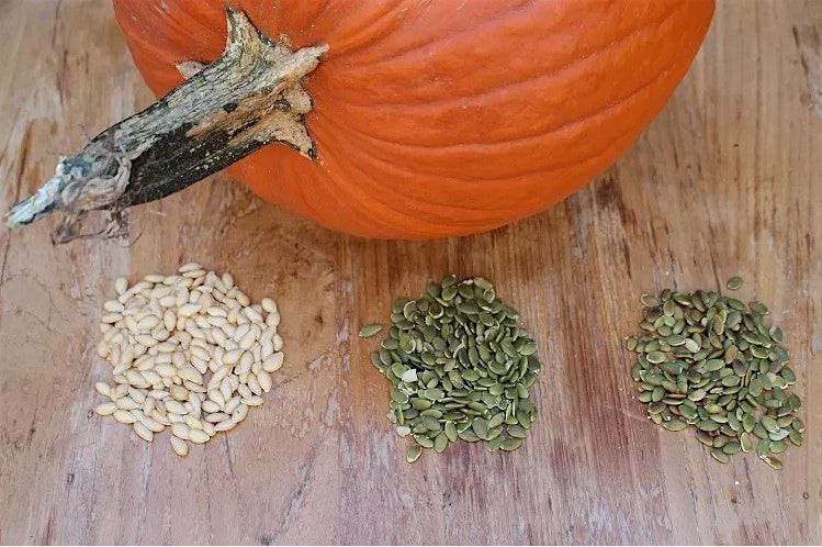 Family Fun: Paint your Own Pumpkin (1 parent + 1 child) Marketplace Edition, 25 October | Event in Toronto