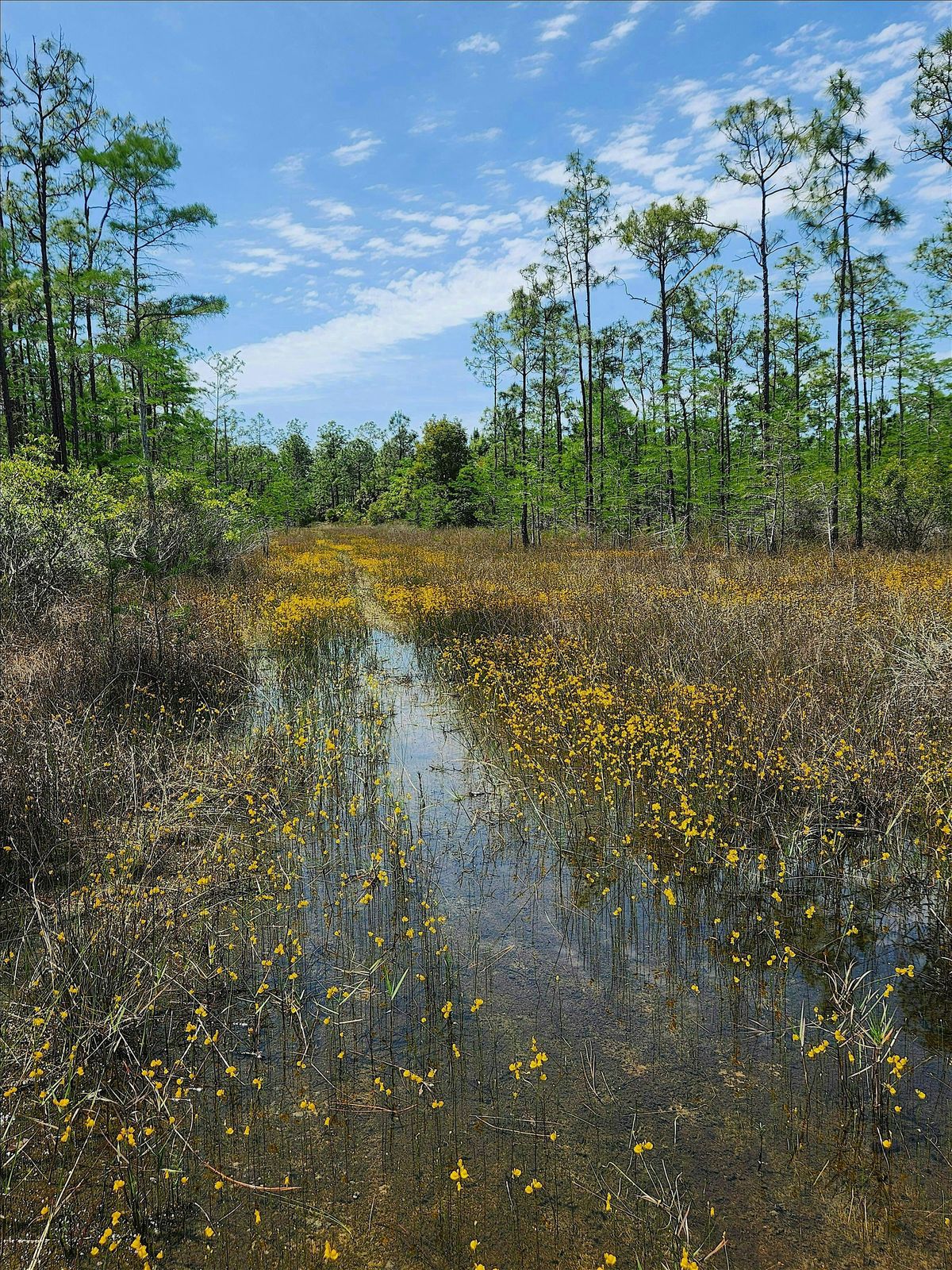 Guided Walk: CREW Flint Pen Strand Trails (Yellow South Trail), 10 December | Event in Bonita Springs | AllEvents