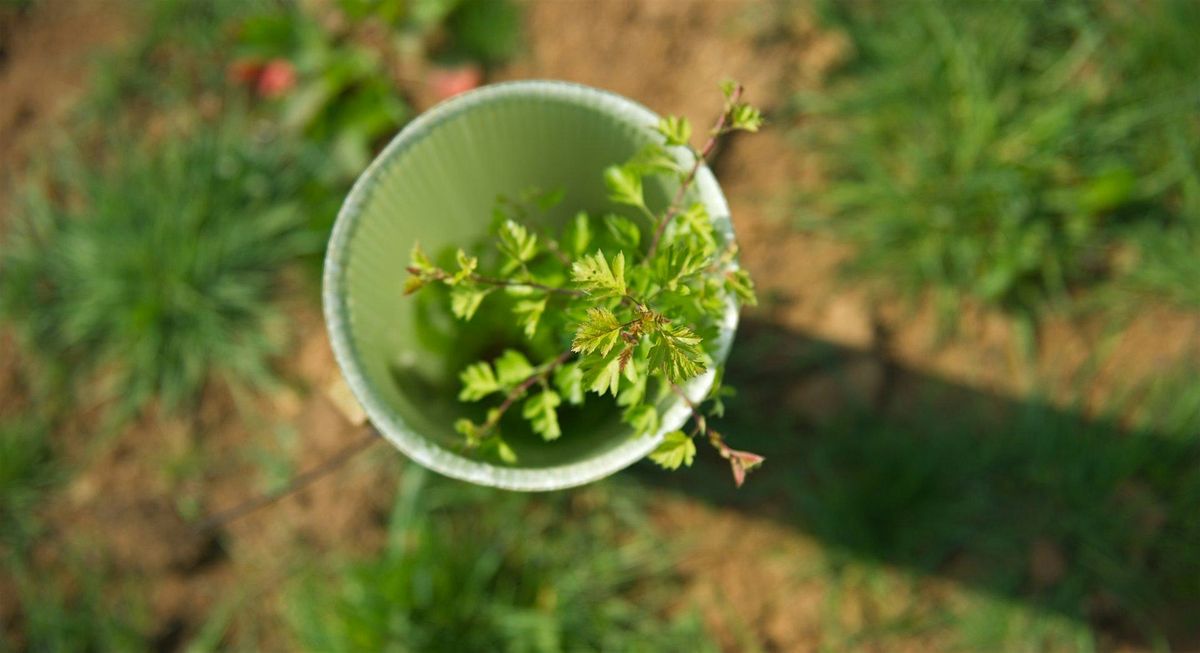 North East Community Forest Public Tree Planting Event, 10 January | Event in Newcastle Upon Tyne | AllEvents