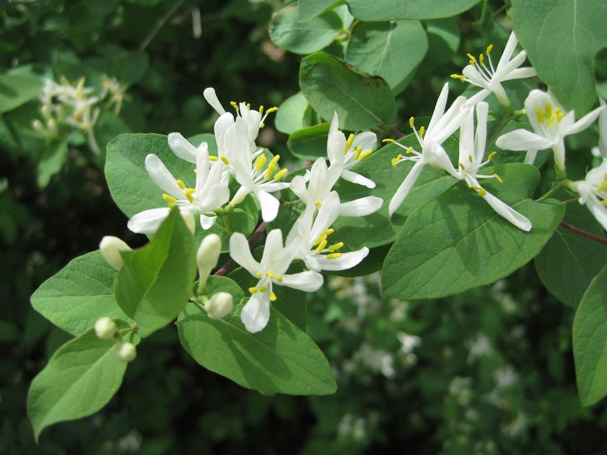Honeysuckle Removal at Reed Road Park, 23 August | Event in Upper Arlington | AllEvents