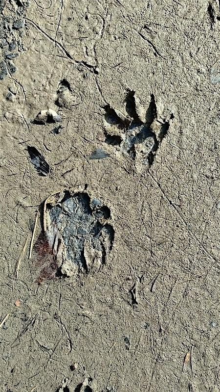 Scat and Tracks Identifiers at Seven Bends State Park : Ages 8-13 | Event in Woodstock | AllEvents