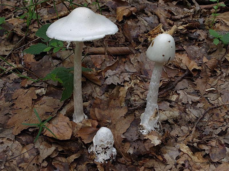 2-7-2026  Mushrooms, 7 February | Event in Hudson | AllEvents