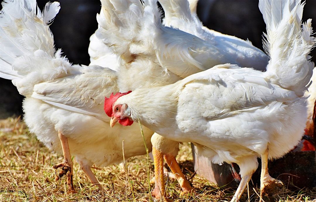 Raising Backyard Meat Chickens: From Hatchlings to Table-Ready Birds, 17 July | Event in Murray | AllEvents