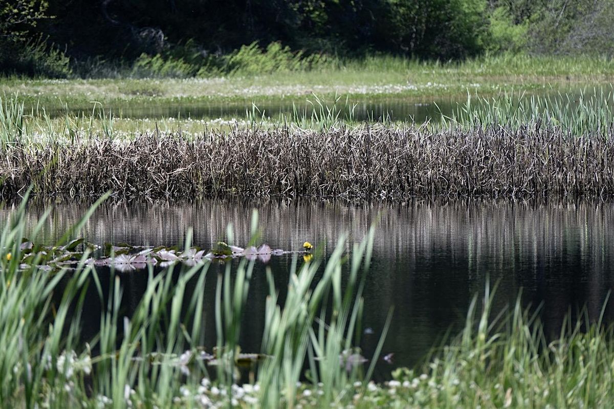 Trek to the Fen at Sharon Fen Preserve, 13 September | Event in Ashland | AllEvents