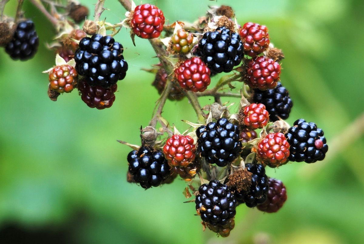 Langdon Foraging in Autumn Walk, 19 October | Event in Basildon | AllEvents