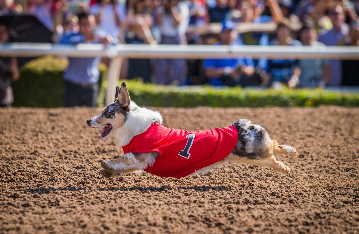 Summer Corgi Nationals, 25 May | Event in Arcadia | AllEvents
