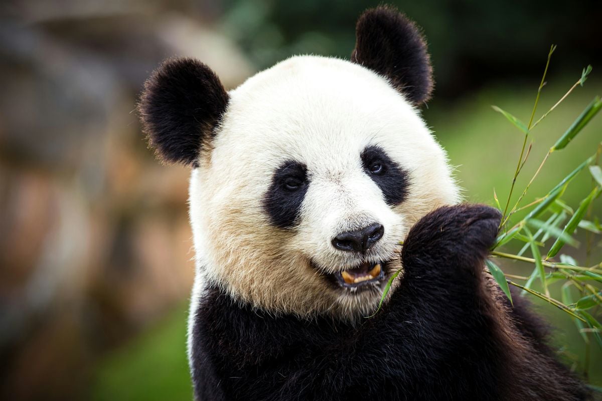Scavenger Hunt of the National Zoo - The Return of the Pandas, 24 May | Event in Washington | AllEvents