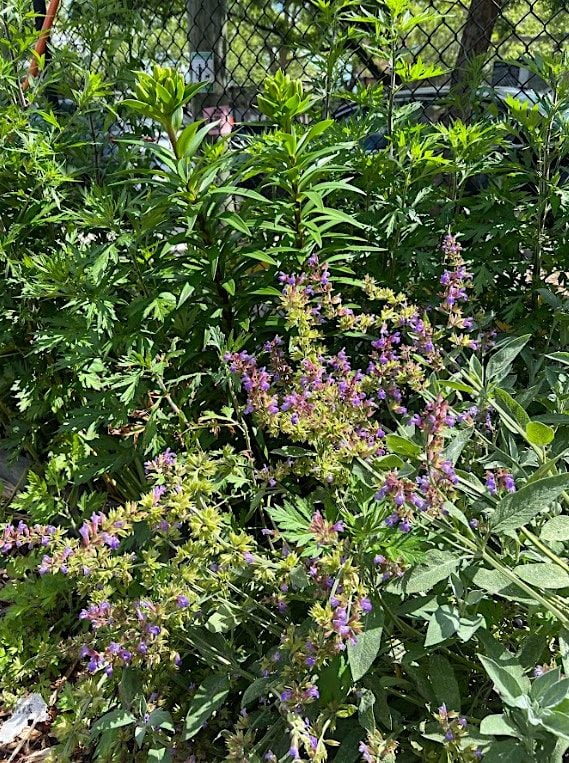 Herbs and Spices for Allergies with Ms. Lyeta Herb, 19 July | Event in Brooklyn | AllEvents