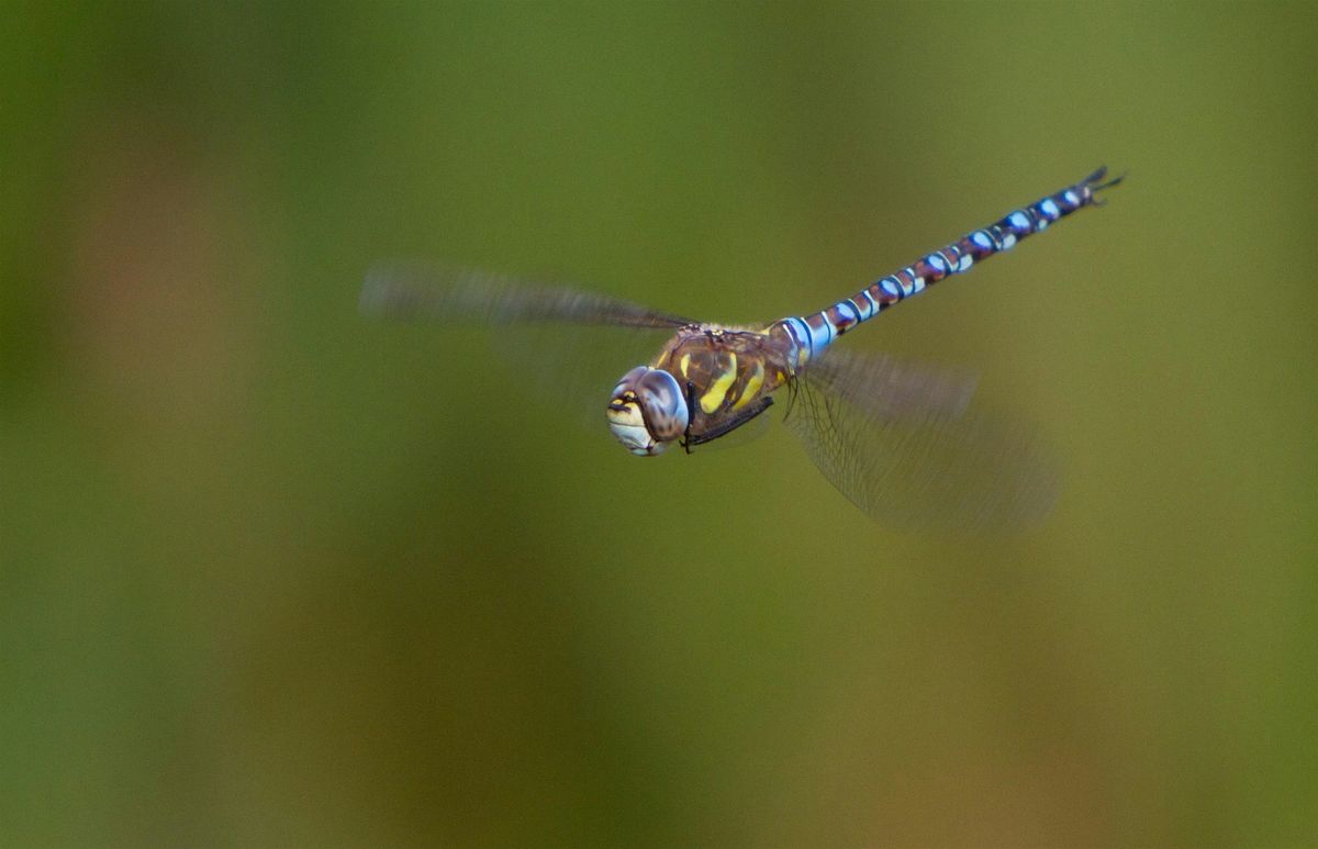 Dragonfly Walk, 10 August | Event in Bridgwater | AllEvents