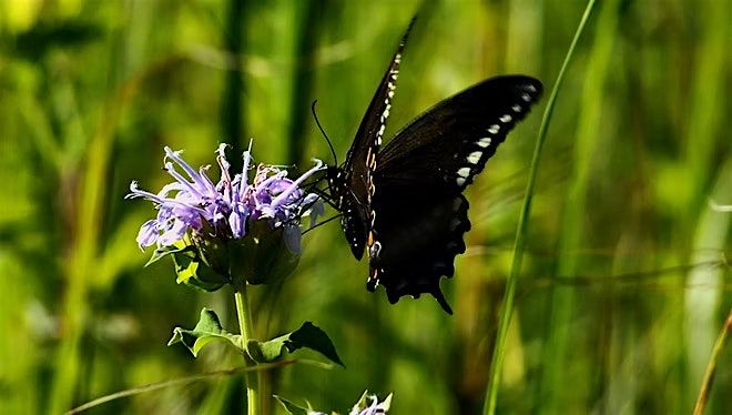 Hike at Camp Cullom, 12 July | Event in Frankfort | AllEvents
