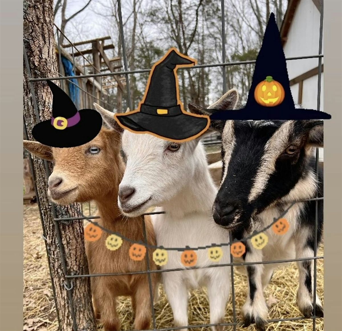 Goat Yoga Nashville- Halloween Spooktacular, 3 October | Event in Nolensville | AllEvents