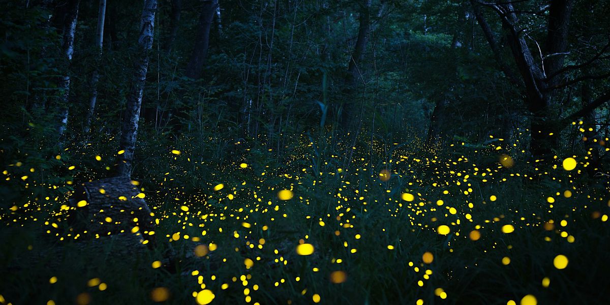 Night Magic, 28 June | Event in Bedminster | AllEvents