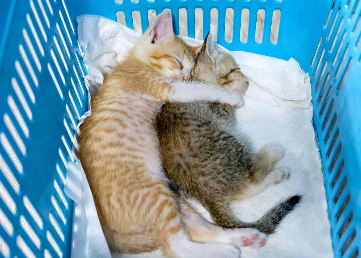 Graceful Cuddle Workshop | Event in Tustin | AllEvents