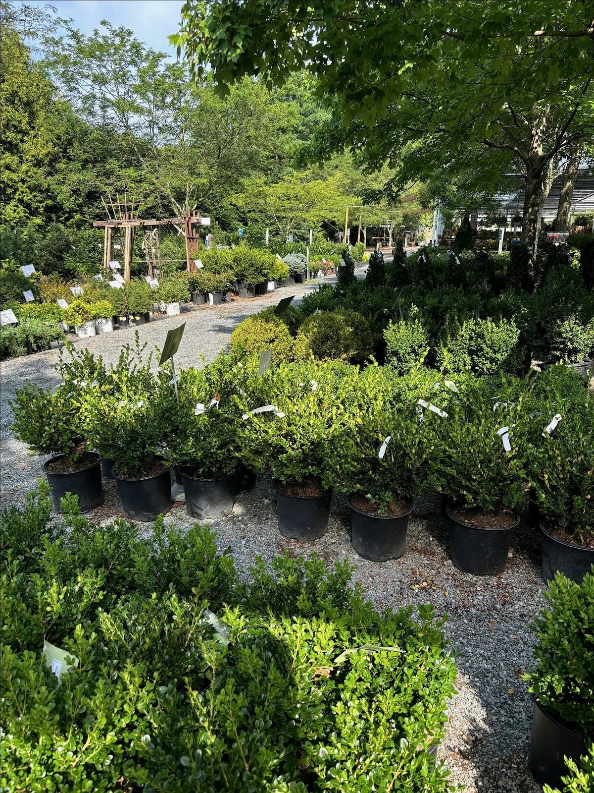 Planting Trees & Shrubs Workshop, 13 September | Event in Potomac | AllEvents