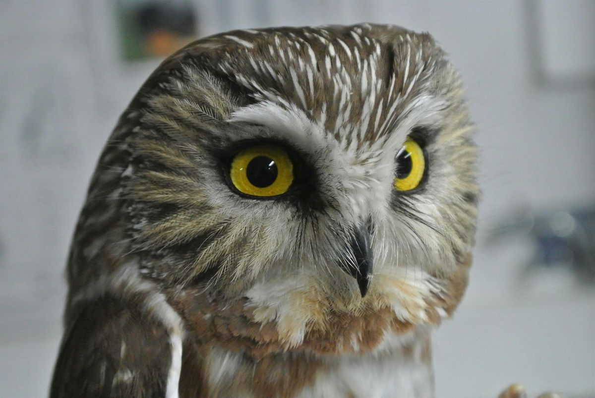 Owl-o-ween !!!, 17 October | Event in Hilton | AllEvents