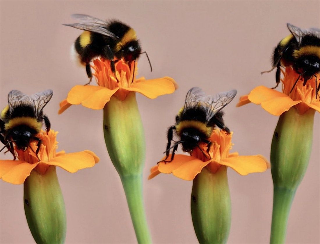 Save the Bees All the Bees with Spriggly's Beescaping, 12 August | Event in Salisbury | AllEvents