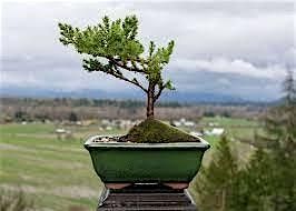 Bonsai Workshop, 17 August | Event in Sparks | AllEvents
