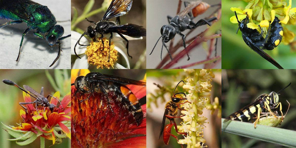 It’s a Wasp’s World, 7 June | Event in St. Petersburg | AllEvents