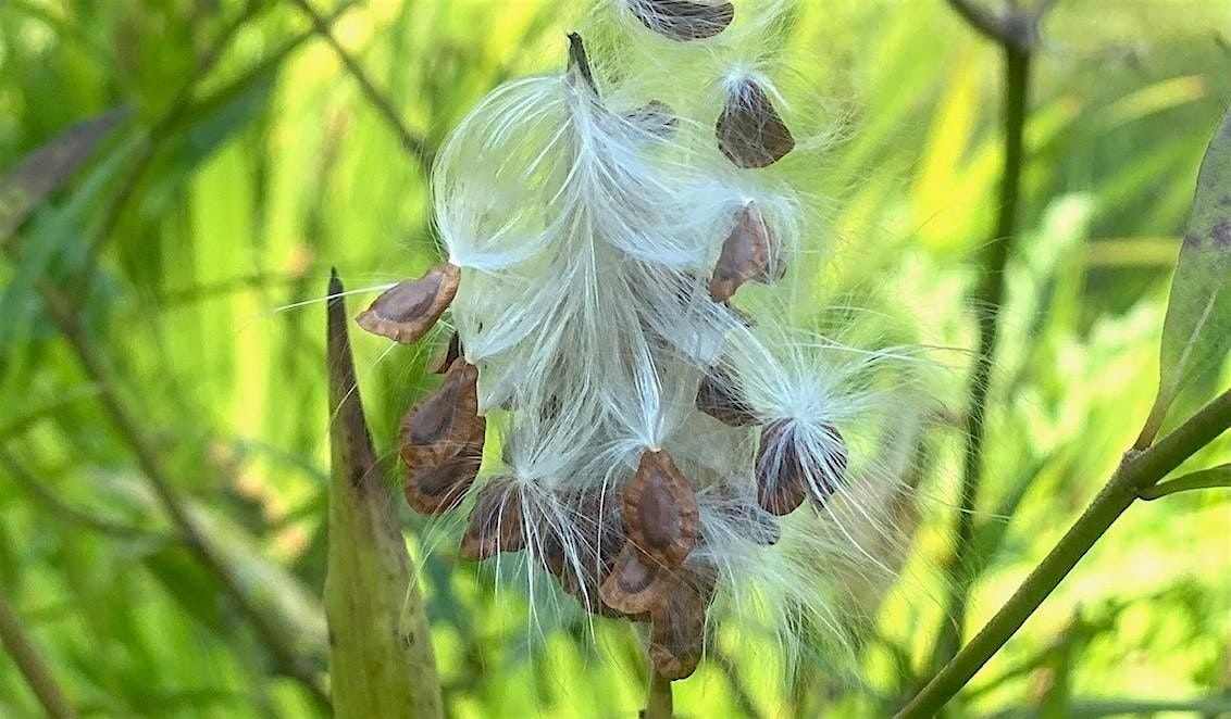 NJ Audubon: All About Seeds - A Talk & Walk, 26 October | Event in Bernardsville | AllEvents