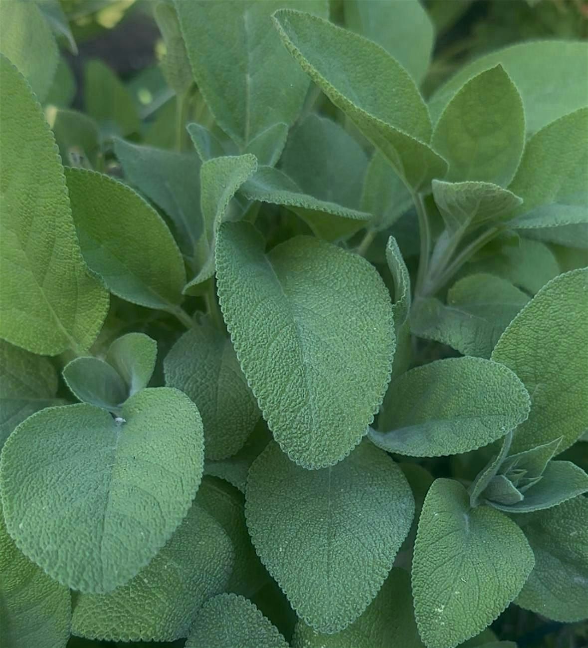 Herbal Medicine Making Circle in SF Garden with Sage, Oregano & Thyme, 14 September | Event in San Francisco