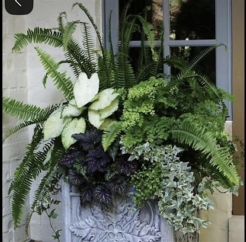 Plant n Sip, 31 July | Event in Sacramento | AllEvents