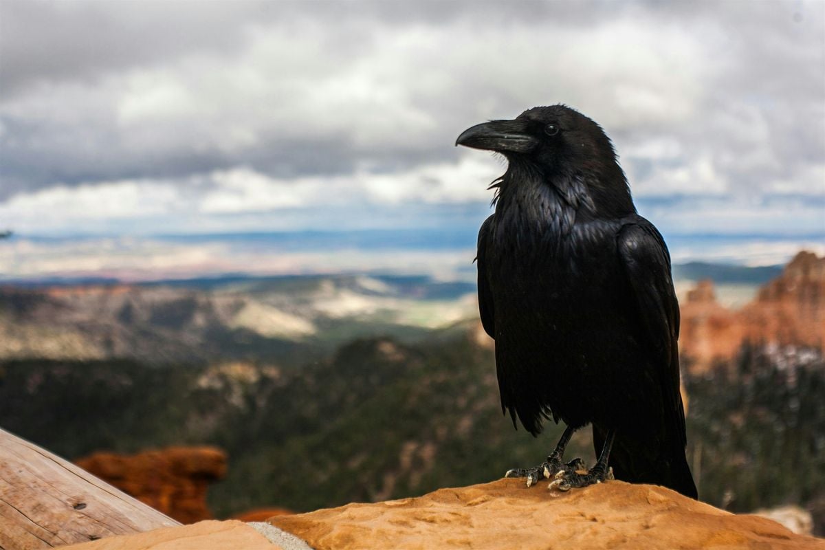 Crows: The Avian Einsteins, 19 October | Event in Snohomish | AllEvents