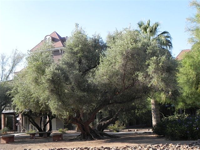 University of Arizona Campus Arboretum History, a tour of the arboretum., 7 December | Event in Tucson | AllEvents