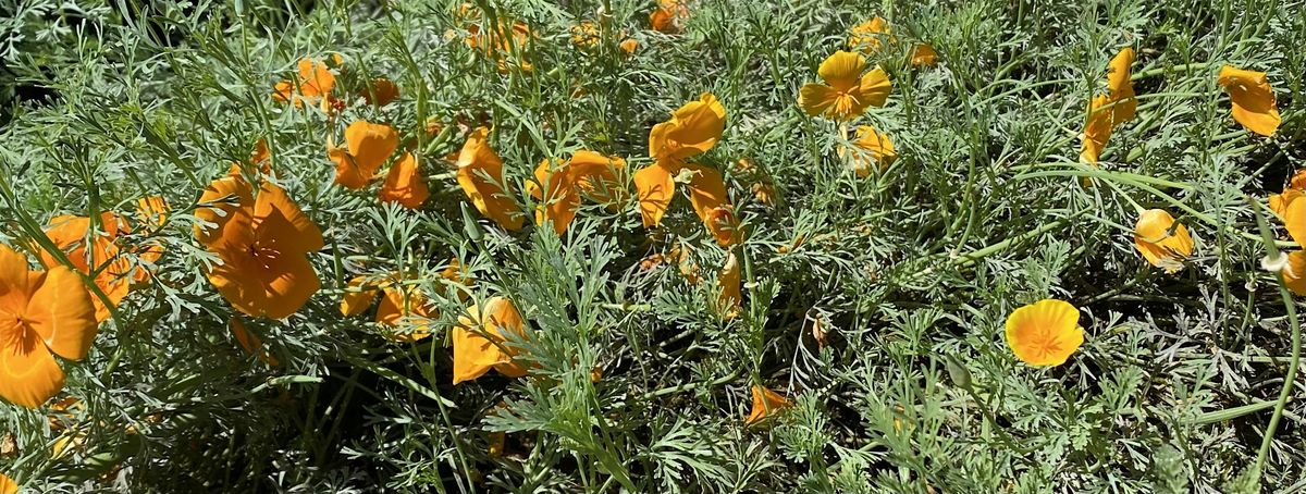 Seed Swap, 28 September | Event in San Jose | AllEvents