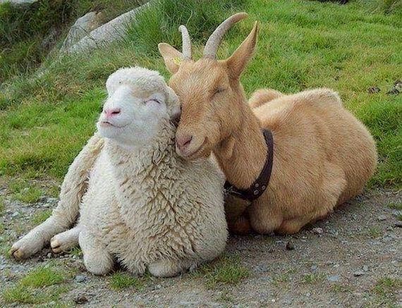 Goat + Sheep Yoga - May 18th at 2:30pm, 18 May | Event in Los Angeles | AllEvents