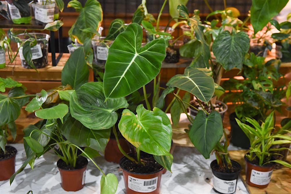 Cincinnati Plant Party, 6 September | Event in Cincinnati | AllEvents