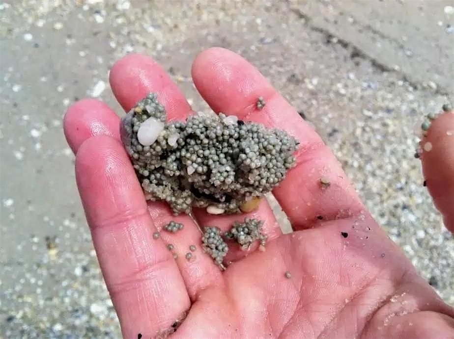 Volunteer Horseshoe Crab Egg Density Study, 2 July | Event in Leonardo | AllEvents