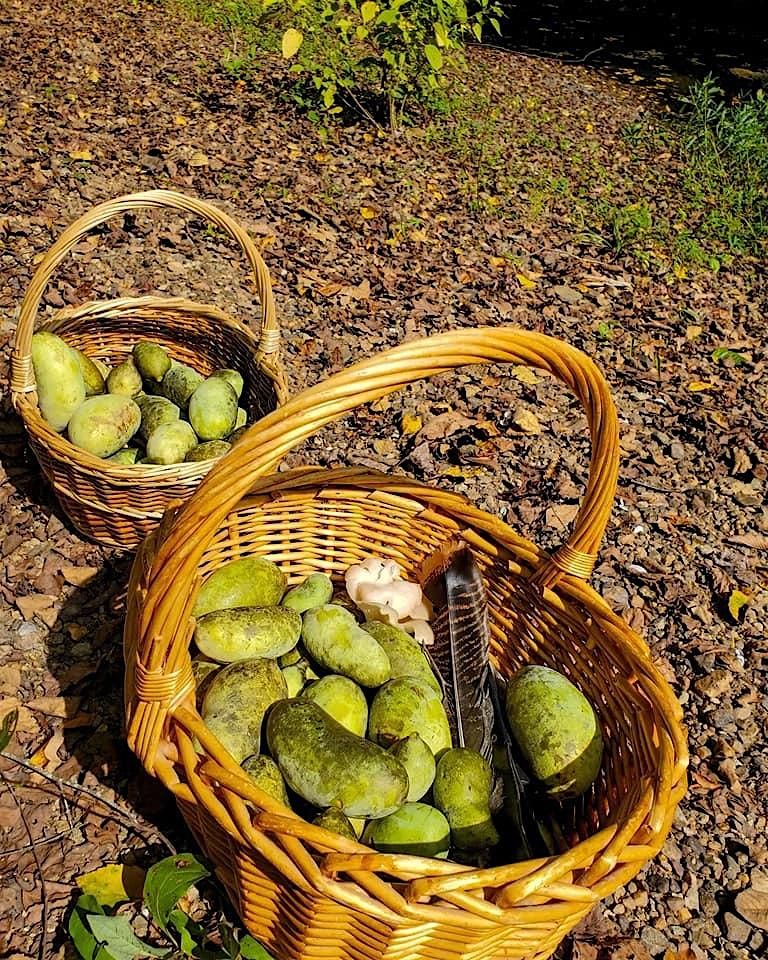 Fall 2025 Paw Paw Forage (Week 3 Saturday), 20 September | Event in Durham | AllEvents