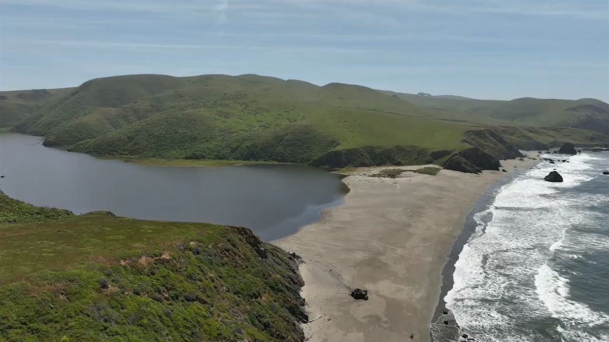 Shorebirds of the Estero Americano Coast Preserve, 23 August | Event in Bodega Bay | AllEvents