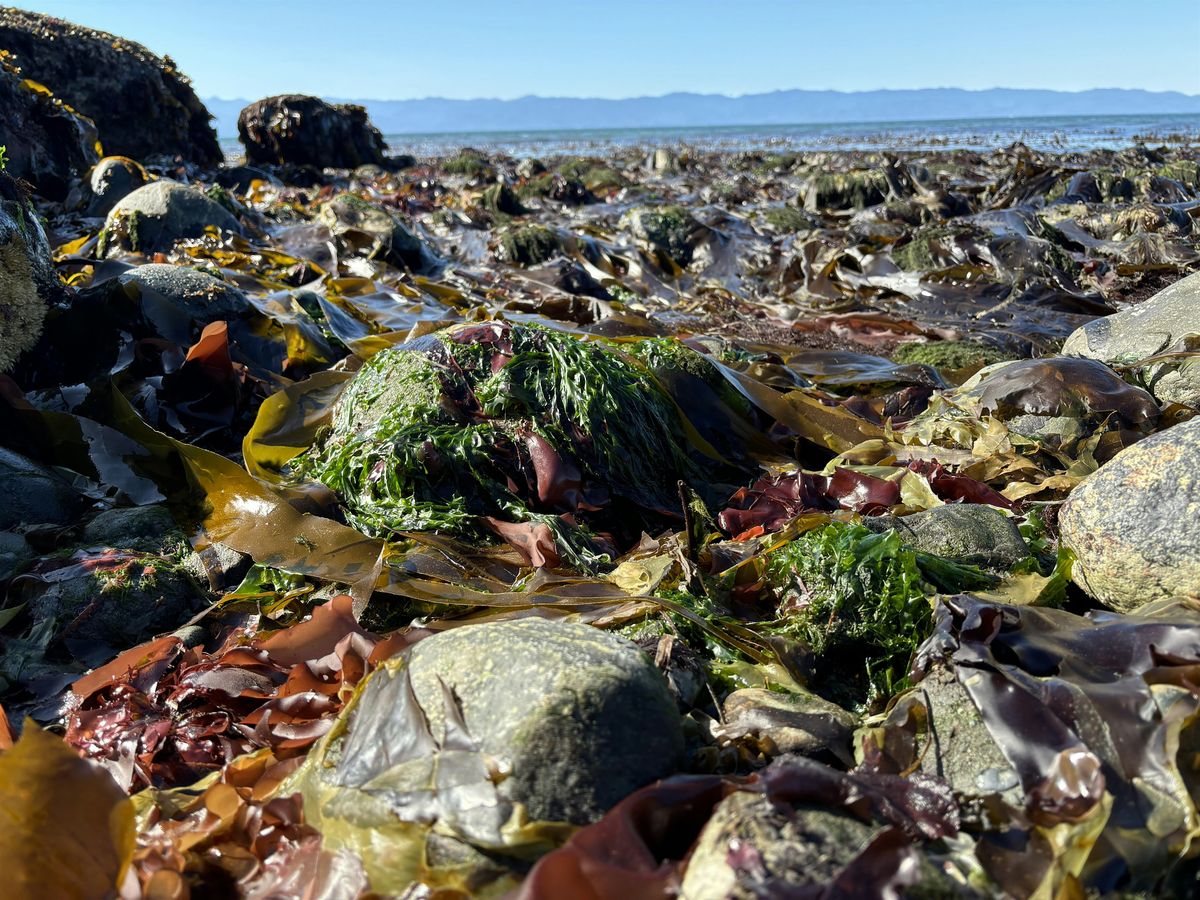Seaweed: Food and Medicine from the Sea, 21 March | Event in Victoria | AllEvents
