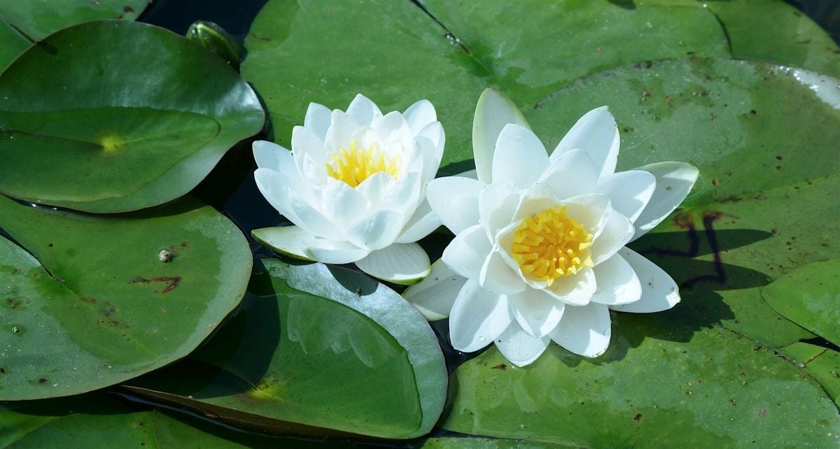Mindfulness Meditation for your Wellbeing, 28 August | Event in Hayle | AllEvents