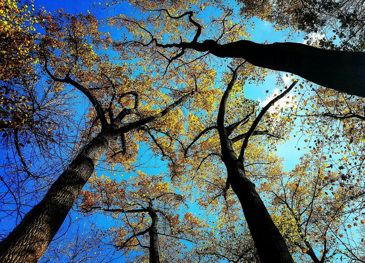 Cylburn Ecology: 101, 5 August | Event in Baltimore | AllEvents