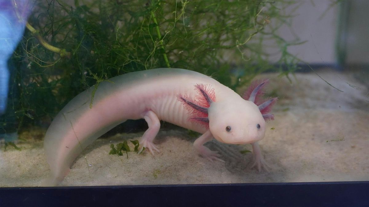 Copy of Feed the Baby Axolotls & Make a Terrarium!, 9 August | Event in Olney | AllEvents