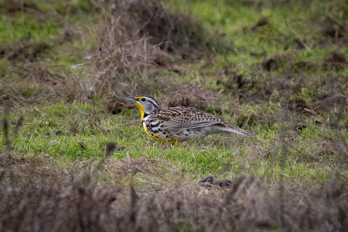 Birding Los Vaqueros, 30 November | Event in Brentwood | AllEvents
