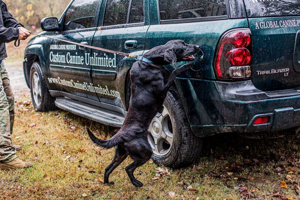 Drug & Tracking K9 Handler Course, Custom Canine Unlimited, Gainesville