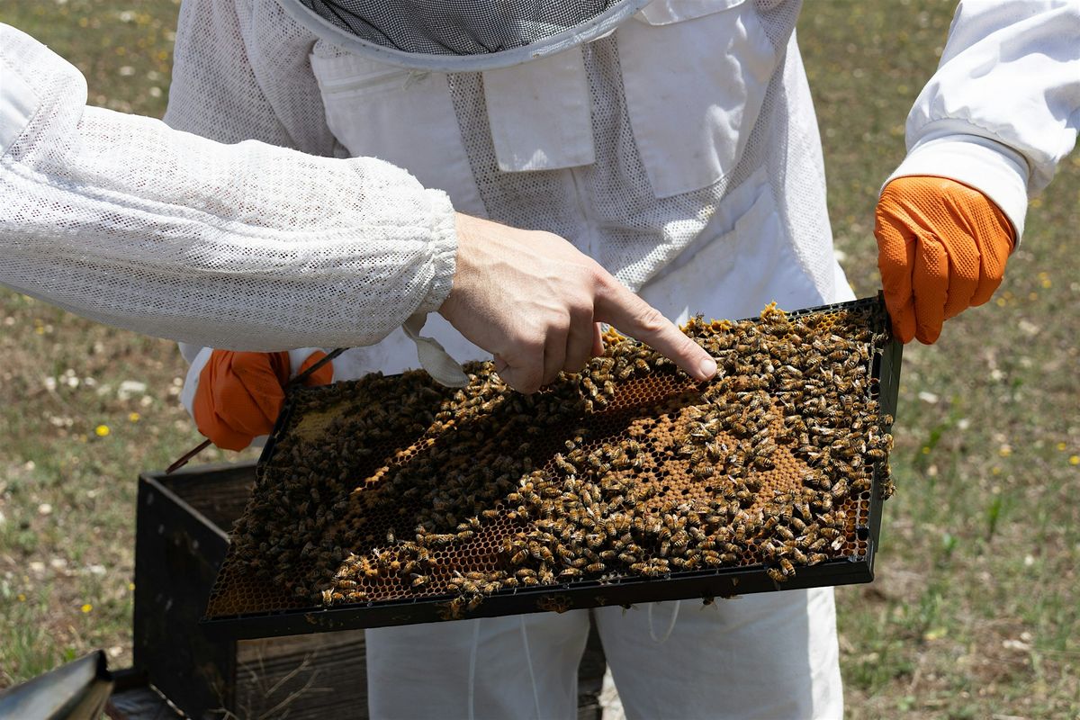 Beekeeper for a Day: Hands-On Hive Experience in Leander, TX, 28 June | Event in Leander | AllEvents