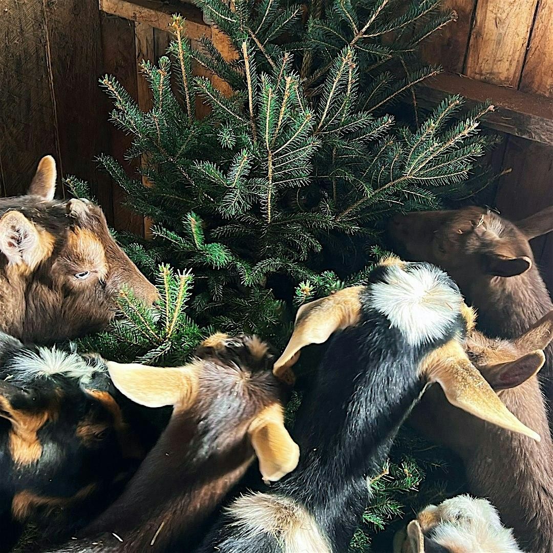 Tree Decorating and Holiday Crafts on the farm...with Goats!, 29 November | Event in Williamsburg | AllEvents