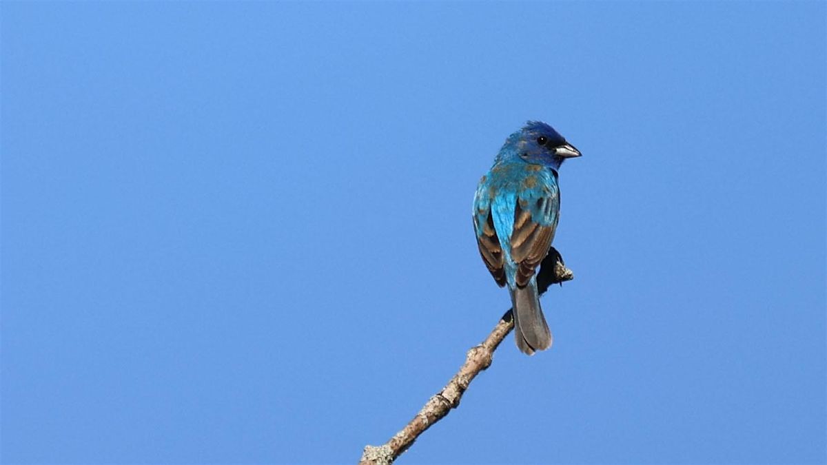 Rolling Ridge Bird Walk, 14 October | Event in Harpers Ferry | AllEvents